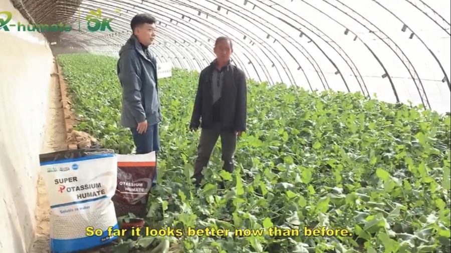 humic test report humic for plant humate fertilizer 